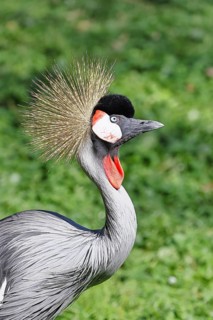 Crowned Crane (Balearica pavonina), portrait, captive, Herborn-Uckersdorf Zoo, Hesse, Germany
