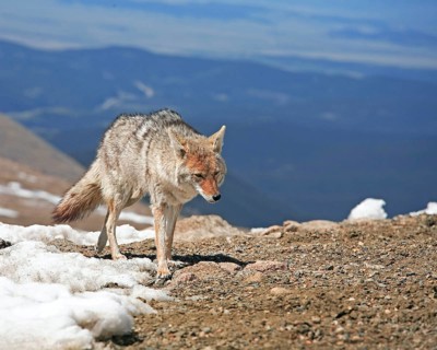 A coyote foraging in winter, Wyoming, United States