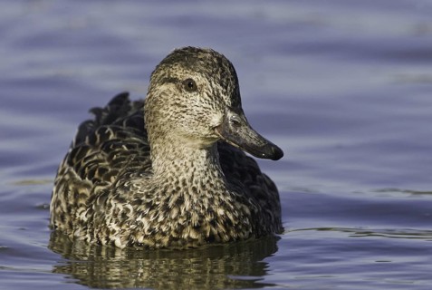 Green-winged Teal (Anas carolinensis) female, California, USA