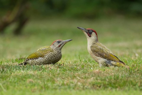 Green woodpecker (Picus viridis) adult bird and juvenile young bird two birds on a garden grass