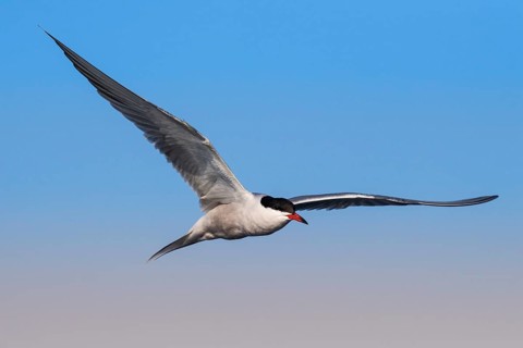 Common Tern (Sterna hirundo) flying, Eilat, Israel