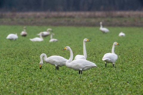 Whooper swans (Cygnus cygnus), Emsland, Lower Saxony, Germany