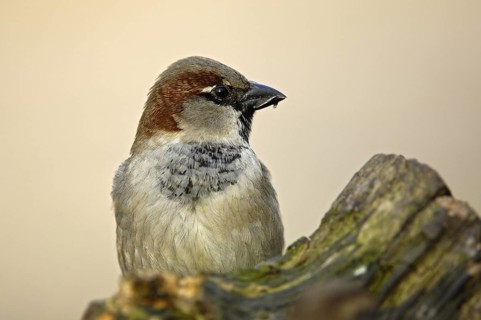 Haussperling (Passer domesticus), Männchen, Winterfütterung, April, Oberhausen (D)