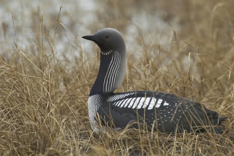Pacific Loon (Gavia pacifica), Manitoba, Canada