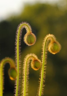 Iceland poppy (Papaver nudicaule), buds, in the evening light, North Rhine-Westphalia, Germany