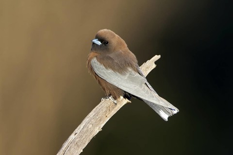 Little Woodswallow (Artamus minor), Queensland, Australia