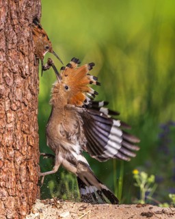 Hoopoe (Upupa epops) Bird of the Year 2022, male with caterpillar as food for the young bird,