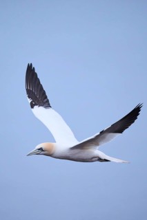 Northern gannet (Morus bassanus) flying over the sea, wildlife, Heligoland, Germany