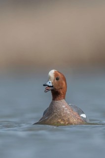 Eurasian Wigeon (Mareca penelope), Schleswig-Holstein, Germany