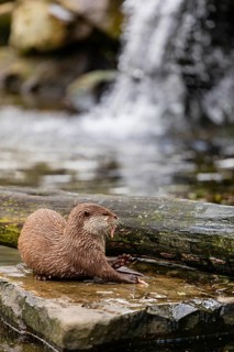 One oriental small-clawed otter or Asian small-clawed otter (Aonyx cinerea), lying on a rock