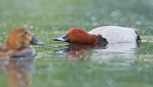 Common Pochard (Aythya ferina) male, Brandenburg, Germany