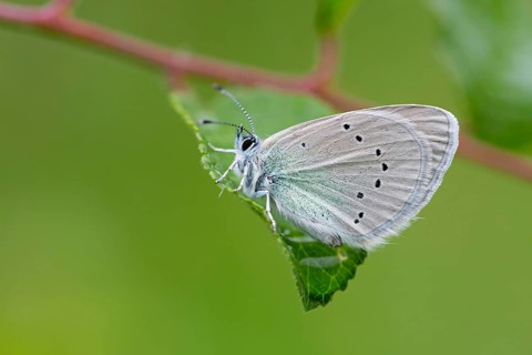 Alexis Blue, (Glaucopsyche alexis), Animals, Insects, Butterflies, Butterflies, Muselievo, Bulgaria
