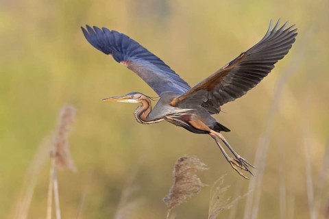 Purple Heron, (Ardea purpurea), animals, birds, heron family, flight photo, side view, Wagbach