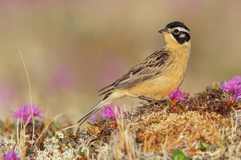 Smith's Longspur (Calcarius pictus) on the tundra near Churchill, Manitoba, Canada