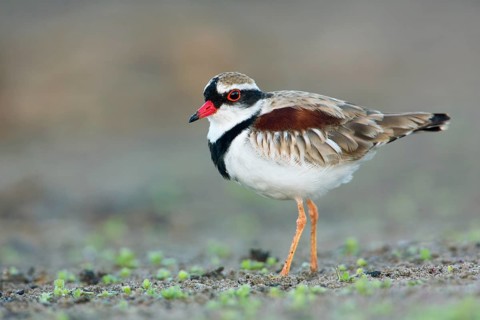 Black-fronted Dotterel (Elseyornis melanops), Victoria, Australia