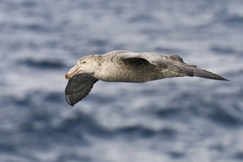 Southern Giant Petrel (Macronectes giganteus), Antarctica
