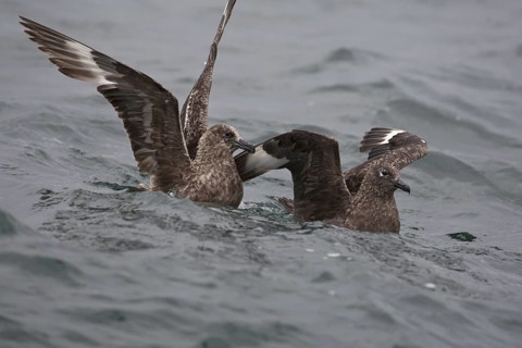 Great Skua (Stercorarius skua), North Sea, Germany