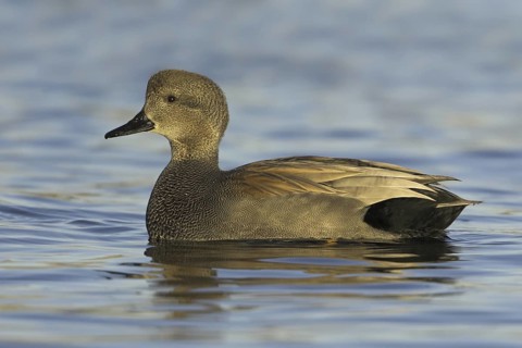 Gadwall (Mareca strepera) male, Ontario, Canada