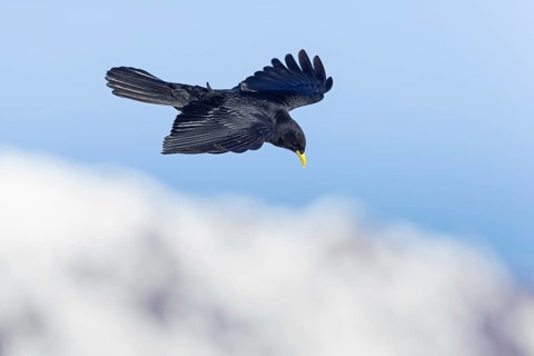 Alpendohle, Alpine Chough, Yellow-billed Chough, Pyrrhocorax graculus, Chocard à bec jaune, Chova