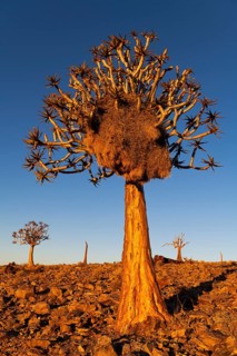 Nest of weaver birds (Ploceidae) in a quiver tree (Aloe dichotoma) at sunset, Stone Desert at Fish