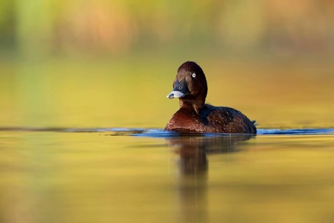 Hardhead (Aythya australis) male, Victoria, Australia