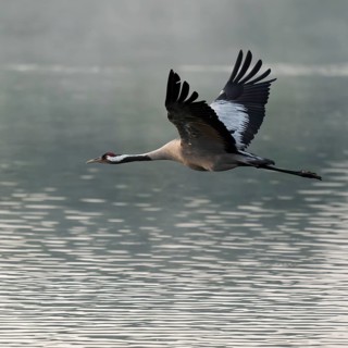 Crane (Grus grus) in flight over a lake, morning mist, Lower Saxony, Germany