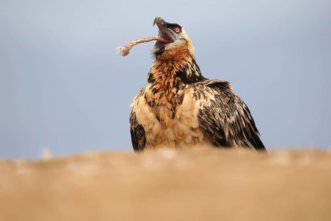 A subadult bearded vulture, Gypaetus barbatus, tosses a bone into the air before swallowing it.