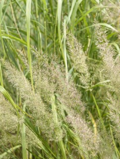Diamond grass (Calamagrostis brachytricha), Saxon State Office for Environment, Agriculture and