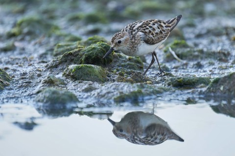 Little Stint (Calidris minuta) foraging, Asturias, Spain
