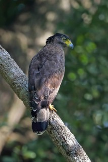 Crested Serpent Eagle (Spilornis cheela), Malaysia