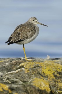 Greater Yellowlegs (Tringa melanoleuca), British Columbia, Canada