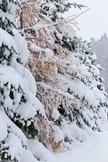 Forest in winter, Saxony, Germany