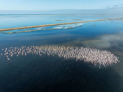 Greater Flamingos (Phoenicopterus ruber) at the Walvis Bay lagoon. Aerial view. Drone shot. Walvis