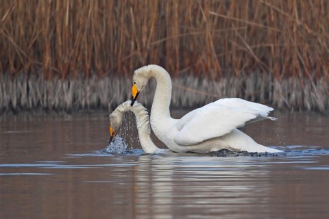 Whooper Swan (Cygnus cygnus) pair mating, Saxony-Anhalt, Germany