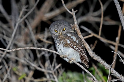 African Barred Owlet (Glaucidium capense), Chobe, Botswana