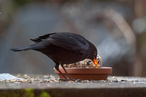 Male blackbird (Turdus) at the feeding place, Bavaria, Germany