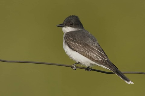 Eastern Kingbird (Tyrannus tyrannus), Ohio, USA