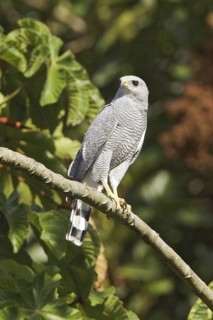 Grey-lined Hawk (Buteo nitidus), Ecuador