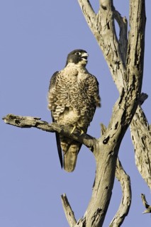 Peregrine Falcon (Falco peregrinus), California, USA