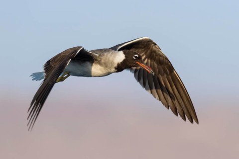 White-eyed Gull (Ichthyaetus leucophthalmus) flying, Eilat, Israel