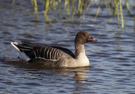 Pink-footed Goose (Anser brachyrhynchus), Schleswig-Holstein, Germany