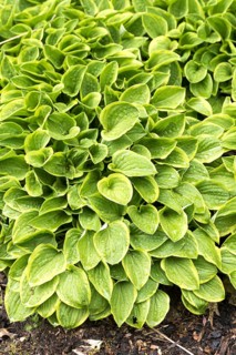 Funkia (Hosta 'Golden Tiara'),  Czech Republic