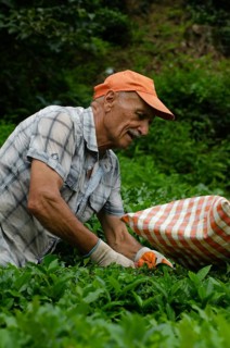 Rize, Turkey, September 5th 2014 Ali a Turkish farmer working in the tea growing fields of the