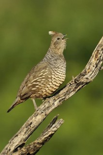 Scaled Quail (Callipepla squamata) singing, Texas, USA