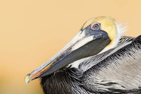 Brown Pelican (Pelecanus occidentalis), Florida, USA
