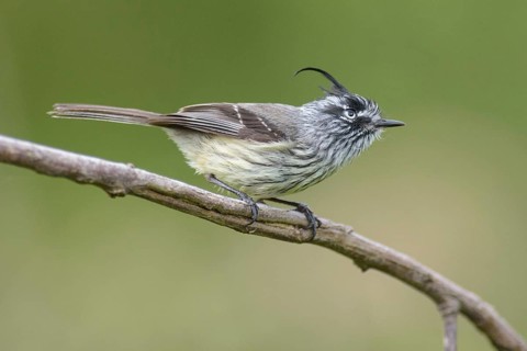 Tufted Tit-Tyrant (Anairetes parulus), Los Rios, Chile