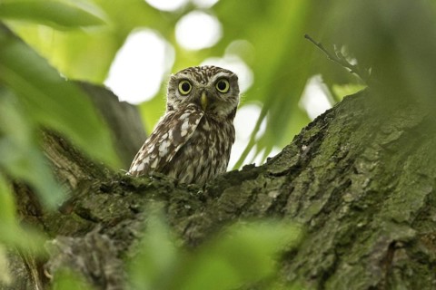 Little Owl (Athene noctua), Rhineland-Palatinate, Germany