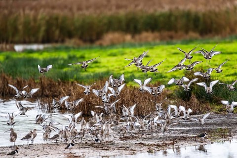Black-tailed Godwits, Limosa limosa, birds in flight over marshes