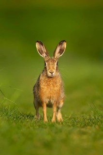 European brown hare (Lepus europaeus) adult animal in a farmland grass field, England, United