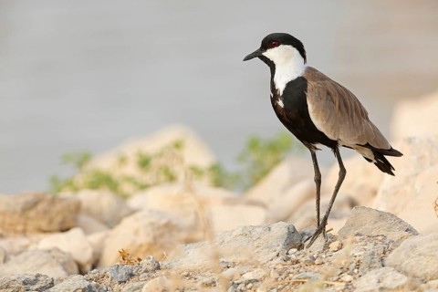 Spur-winged plover, lapwing, animals, birds, (Hoplopterus spinosus), Vanellus spinosus, plover